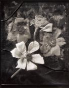 John Blakemore (b.1936) - Anemone, 1983 Gelatin silver print, printed 1990s, signed, titled and