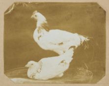 Mary Dillwyn (1816-1906) - Two Studies of Domestic Fowl, late 1840s or early 1850s Two salt