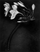 Albert Watson (b.1942) - Orchid, 1988 Gelatin silver print, printed later, signed, titled and