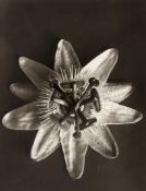 Karl Blossfeldt (1865–1932) - Equisetum Hiemale (Winterschachtelhalm); Passiflora, ca.1910 Two