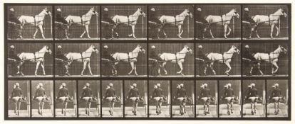 Eadweard Muybridge (1830-1904) - Katydid, Walking, Sulky, Light-Gray Mare, Plate 585, 1887 Collotype