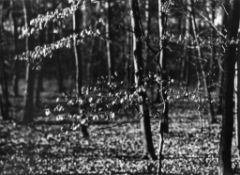 Josef Sudek (1896-1976) - Untitled (Tree Branches), ca.1965 Gelatin silver print with photographer`s