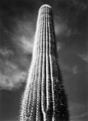 Ansel Adams (1902-1984) - Saguaro Cactus, Sunrise, Arizona, 1946 Gelatin silver print, printed 1948,
