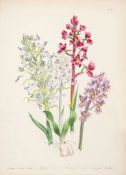 British Wild Flowers, first edition , 60 hand-coloured lithographed plates  ( Mrs   J.)