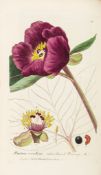 Baxter (William) - British Phaenogamous Botany; Or, Figures and Descriptions of the Genera of