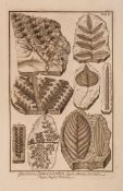 Fossils.- Scheuchzer (Johann Jacob) - Herbarium Deluvianum Collectum,  second edition, engraved