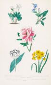 and James Niven . Botanic Garden; Consisting of Highly Finished Figures of... and James Niven (