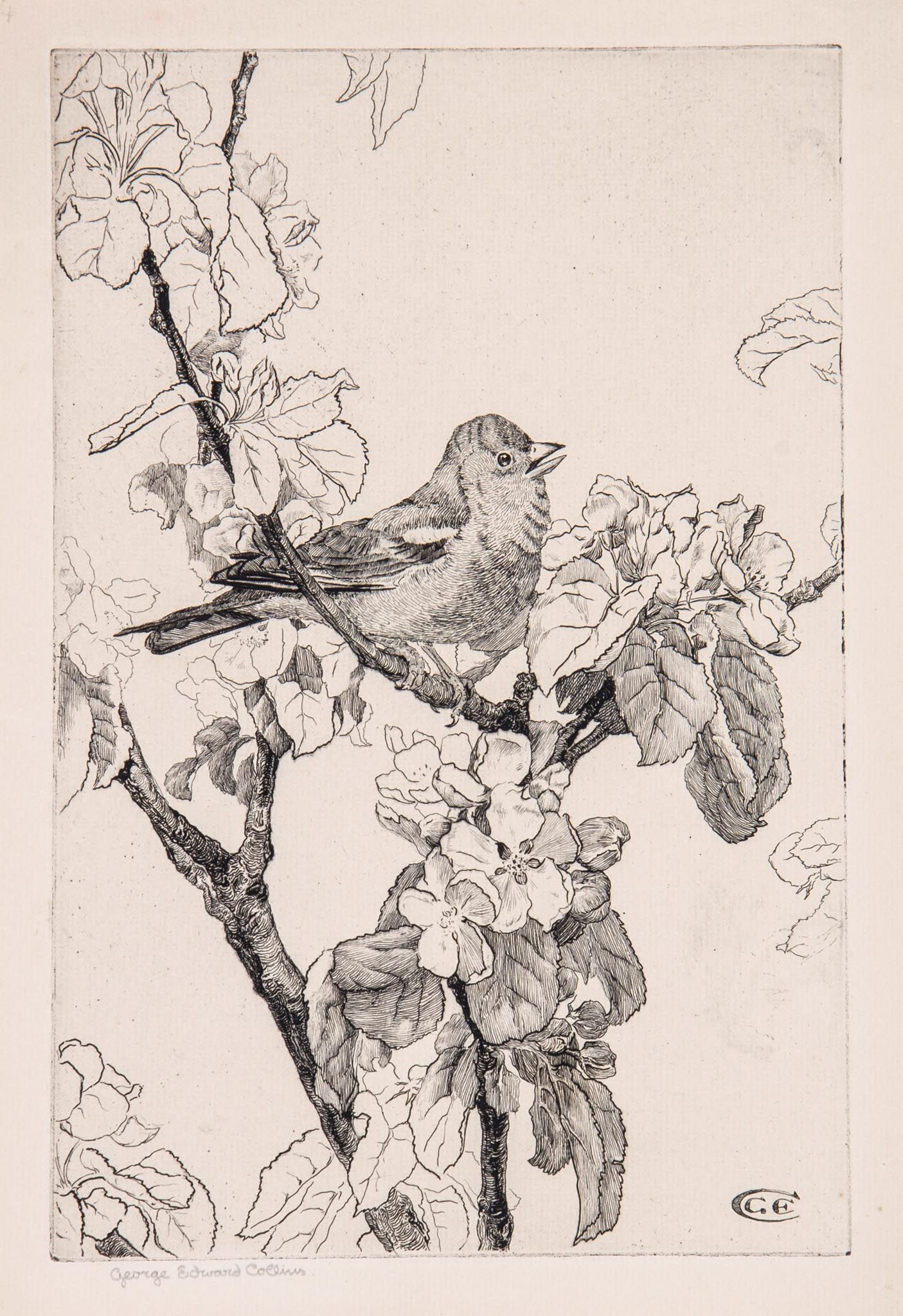 George Edward Collins (1880-1968) - A mixed group of 16 etchings of small birds,  etchings with