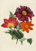 Studies of Flowers from Nature…, engraved title bordered by a hand-coloured...  (Miss [J.])