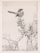 George Edward Collins (1880-1968) - A mixed group of 16 etchings of small birds,  etchings with