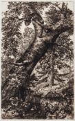 Gatty (Margaret, 1809-1873) - A group of etchings,  mostly woodland and other rural scenes, all