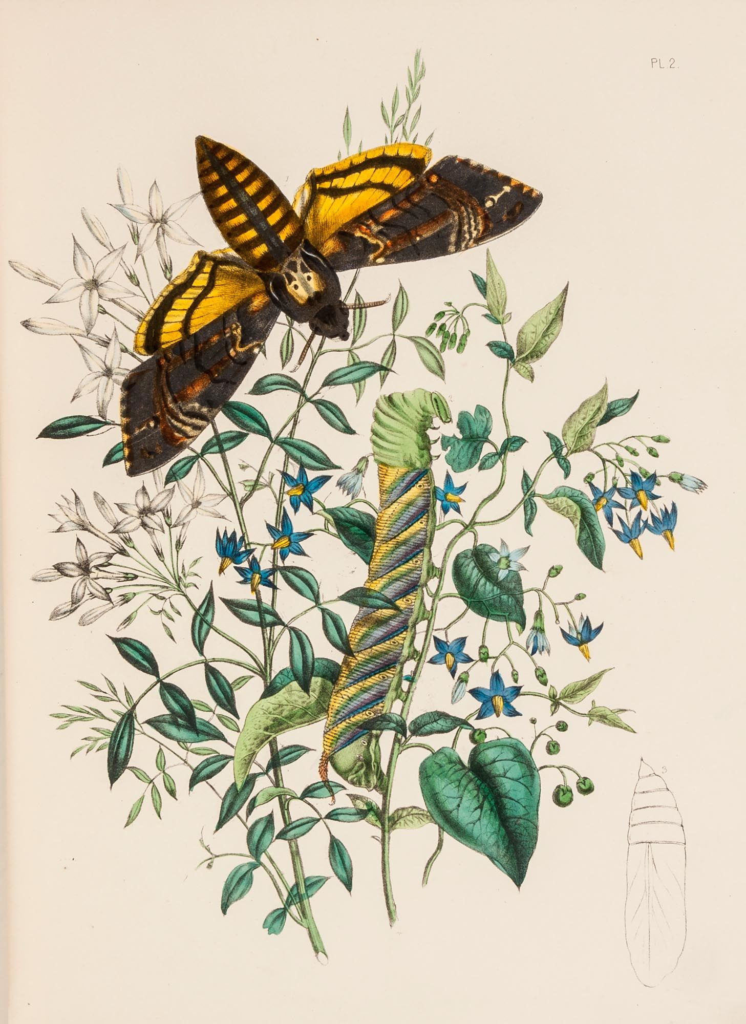 Westwood (John Obadiah) - British Butterflies and their Transformations,lithographed pictorial