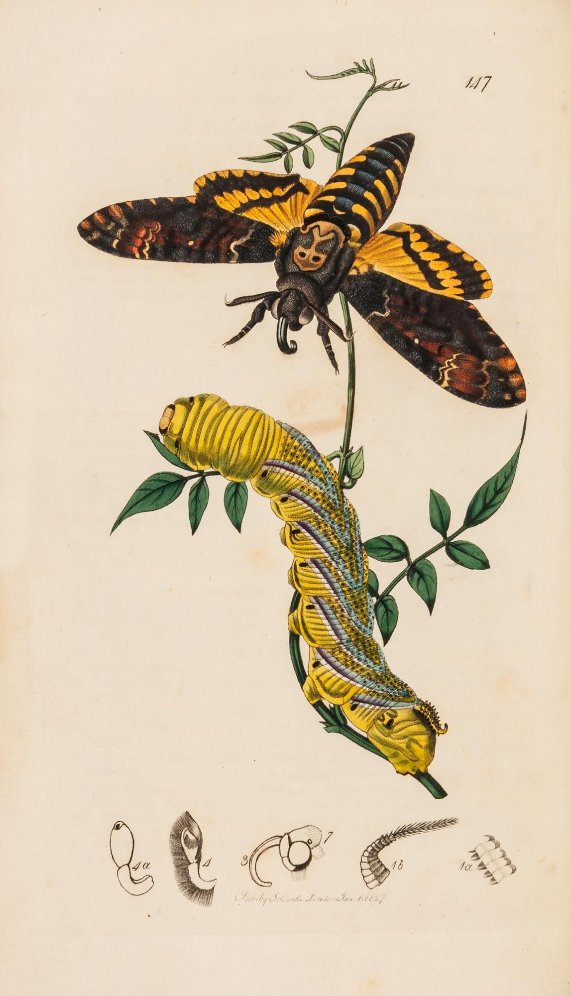 Curtis (John) - British Entomology, being illustrations and descriptions of the Genera of Insects