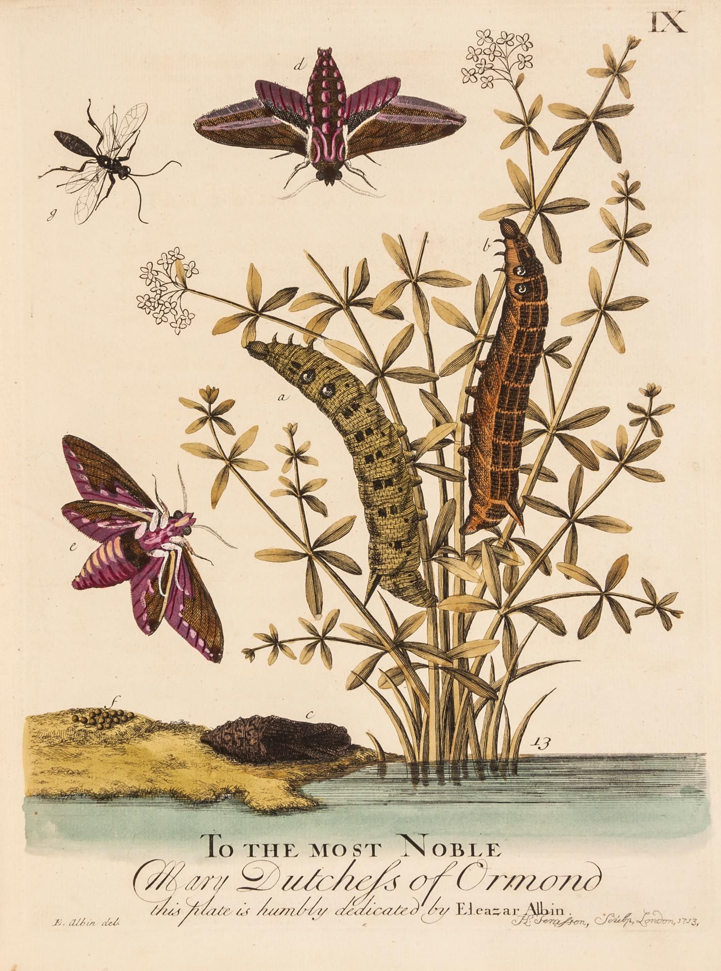 Albin (Eleazar) - A Natural History of English Insects,first edition ,100 engraved plates coloured