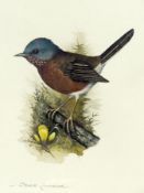 Watercolour drawings
David Andrews
Bird studies, great tits, chaffinch, coal tit and another,