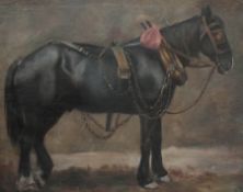Oil on canvas board
Mabel Holmes Pegler
Study of a carthorse "Nimrod". unsigned, inscribed to
