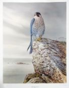 Colour print
After R David Digby 
"Peregrine Falcon", sitting on coastal rocky outcrop, signed in