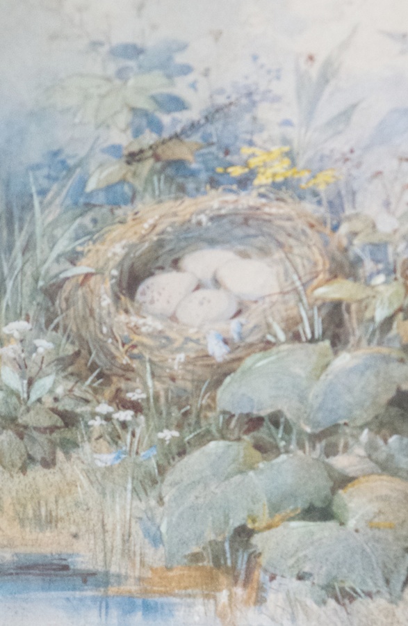 Watercolour drawing
19th century school
Bird's nest by stream surrounded by wild flowers with