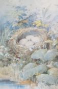 Watercolour drawing
19th century school
Bird's nest by stream surrounded by wild flowers with