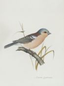 Watercolour drawing 
David Andrews 
Bird studies, great tit, chaffinch, call tit and another,