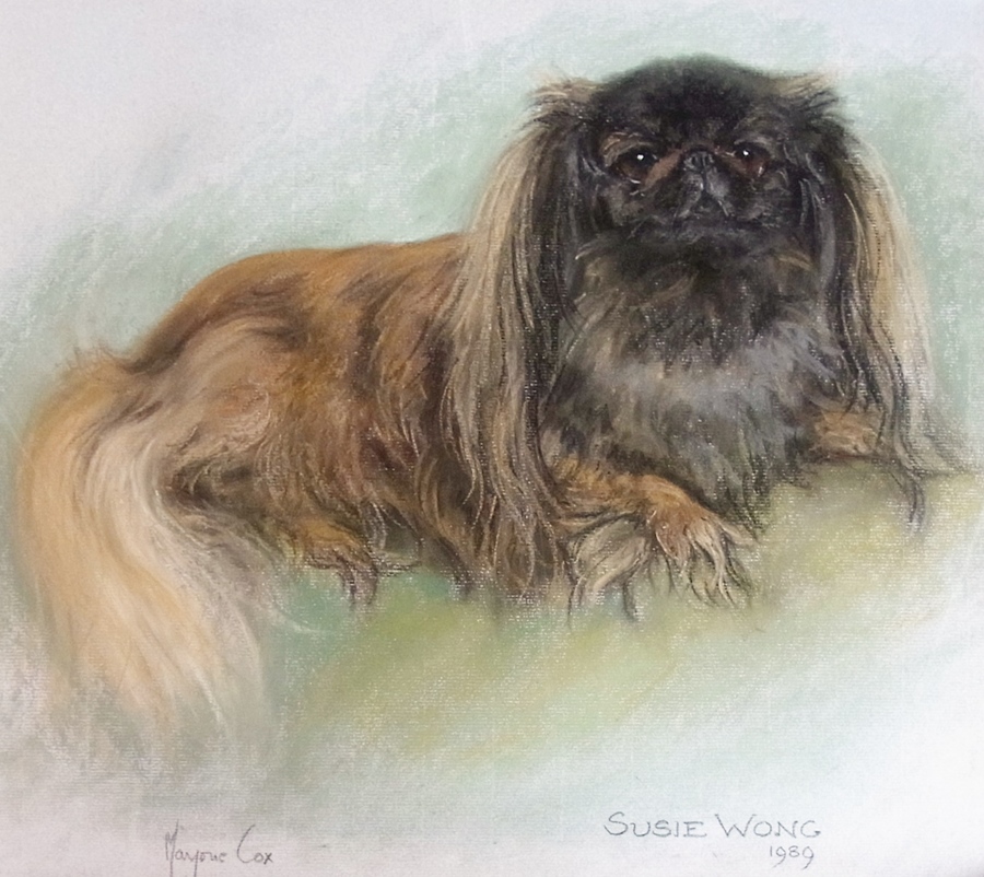 Pastel drawing
Marjorie Cox
Pekinese dog "Susie Wong", 1989, signed, 40 x 43 cms