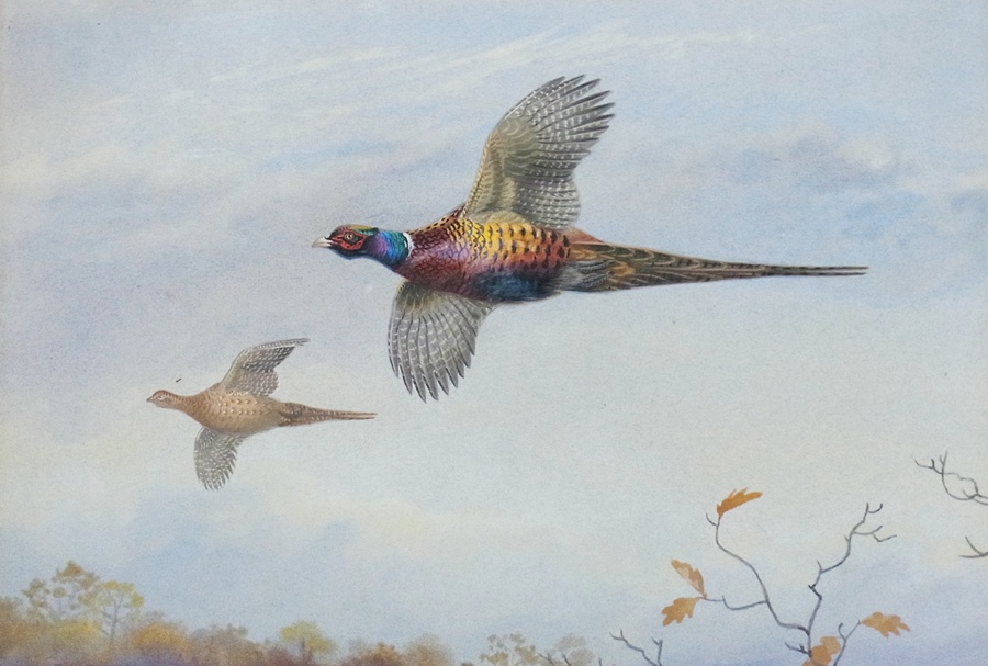 Watercolour drawing
Philip Rickman
Over the oaks, flying pheasants, signed 18 x 27cms