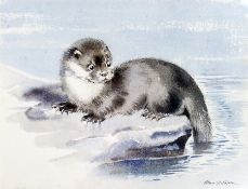 Watercolour drawing 
Eileen Alice Soper (1905 - 1990)
The Young Otter, Study of an otter signed