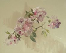 Watercolour drawing
Barbara Crowe PS.RI.
Study of rhododendrons in flower, signed, 50cm x 64cm