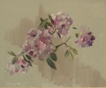 Watercolour drawing
Barbara Crowe P.S.R.I.
Study of rhododendrons in flower, signed, 50cm x 64cm