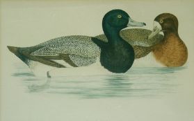 Set of six old handcoloured ornithological prints 
"Scaupduck", "Capercaillie", "Dotterell", "