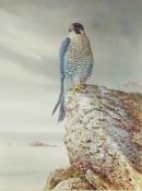 Signed limited edition colour print 
R David Digby 
"Peregrine Falcon", signed in pencil,