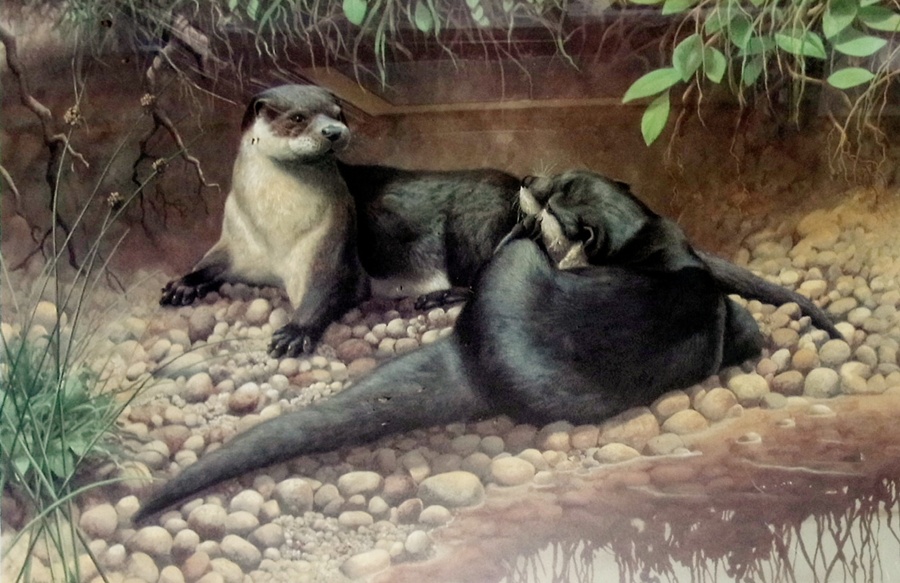 Colour Print
after Adrian C Rigby
Two otters by river
with a limited edition print after Michael