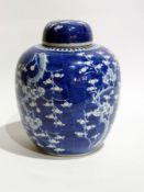 Chinese porcelain ginger jar with prunus blossom decoration on a blue washed ground and the cover,