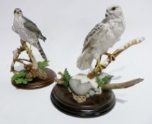 Five Country Artists models of a Sparrowhawk, red kite, Goshawk, owl and a gyr falcon