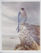 Signed limited edition colour print
R David Digby
"Peregrine Falcon", signed in margin lower