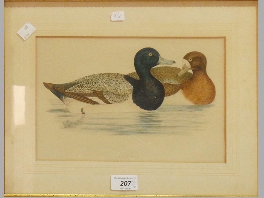 Six framed coloured prints of birds including "Sabine's Snipe", "Dotterill", "Andalusion Quail", "