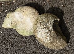 Two ammonite fossils