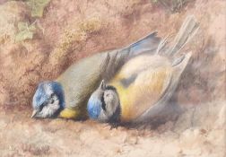 Watercolour drawing
Unattributed
Study of two dead bluetits, 13cm x 16cm