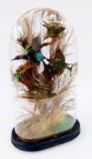 A late 19th century taxidermy display of exotic birds under glass dome, 40cm high approx.