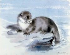 Watercolour drawing
Eileen Alice Soper (1905-1990) 
"The Young Otter", study of an otter, signed and