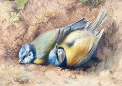 Watercolour drawing
Unattributed
Study of two dead birds, 13cm x 16cm