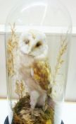 Taxidermy barn owl, in domed glass case, 50cm high
