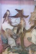 Taxidermy case of birds of prey, owls and other small birds (af)