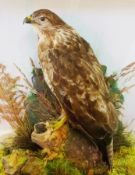 Taxidermy buzzard, on branch, in case with foliage, 60cm high x 49cm wide