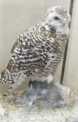 Taxidermy female snowy owl in glass case, on rock, with certificate no.281098/01 dated 10/09/2005,