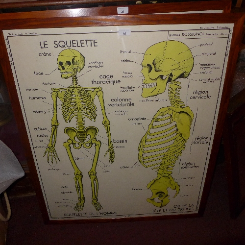 A glazed and framed French school poster of the human skeletal system  95 x 80 cm