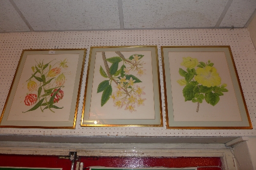 A set of three watercolour Botanical studies of Hibiscus, Plumberia Rubra, and Gloriosa, signed M.