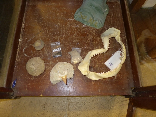 A sharks jaw, fossilized sharks teeth and other fossils