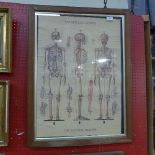 A colour print ''Skeletal system'' framed and glazed