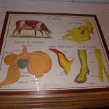 An early C20th French school science poster depicting cattle anatomy subjects